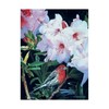 Trademark Fine Art Ron Parker 'House Finch And Rhododendron' Canvas Art, 35x47 ALI32621-C3547GG